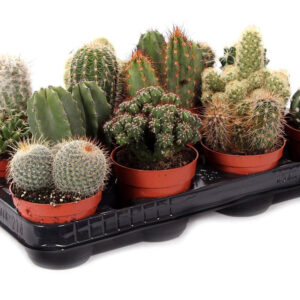 Kaktukset ovat kivoja ja helppohoitoisia huonekasveja