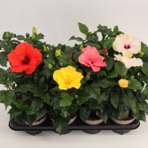 Kiinanruusu on upea kukkiva ruukkukukka, jota löytyy lähes kaikissa väreissä