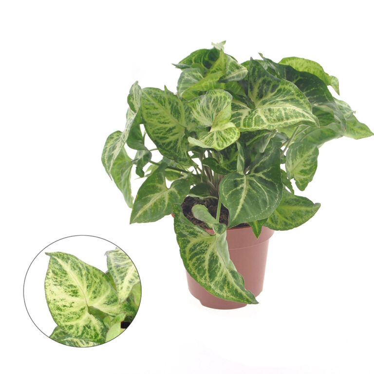 Muulinkorva on nopeakasvuinen köynnös, joka on verrattain suurilehtinen ja vankkavartinen ja kannattaa tukea pystykasvuiseksi tukikepin avulla. Silloin se sopii erinomaisesti valoisan ikkunanurkkauksen koristeeksi.