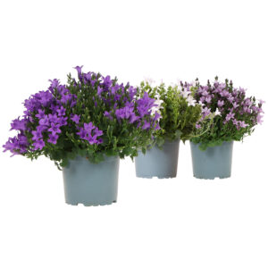 Muurikello on kestävä, kevään ja kesän runsaasti kukkiva ruukkukukka istutuksiin parvekkeelle ja puutarhaan