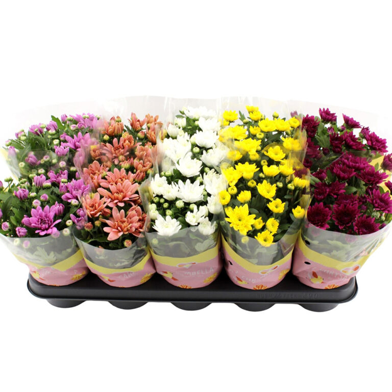 Kestävät ruukkukrysanteemit monissa väreissä ilahduttavat keväällä ja syksyllä