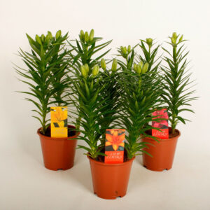 Ruukkuliljat ovat värikkäitä ja kukkivat pitkään. Istuta sipulit kukinnan jälkeen ruukkuun tai puutarhaan ja nauti kukinnasta seuraavana vuonna.