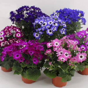 Kevään ja kesän värikäs, viileässä viihtyvä ruukkukukka kotiin tai erilaisiin istutuksiin