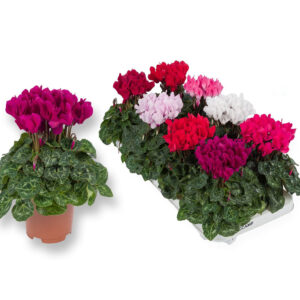 Viileässä viihtyvä pienikukkainen syklaami kastellaan aluslautasen kautta