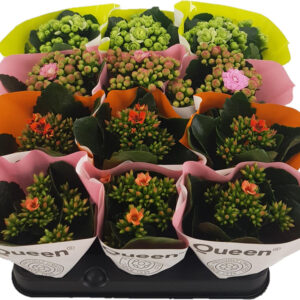 Minikokoinen tulilatva on hauska kukkiva eri väreissä ja saatavana ympärivuoden