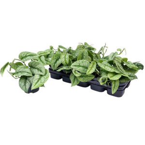 Hopeaköynnös Trebiellä on kauniit hopeanhohtoiset lehdet, jotka pysyvät kauniina valoisassa kasvupaikassa