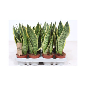 Anopinkieli on helppohoitoinen viherkasvi jonka graafinen ulkomuoto miellyttää monenlaisia sisustajia