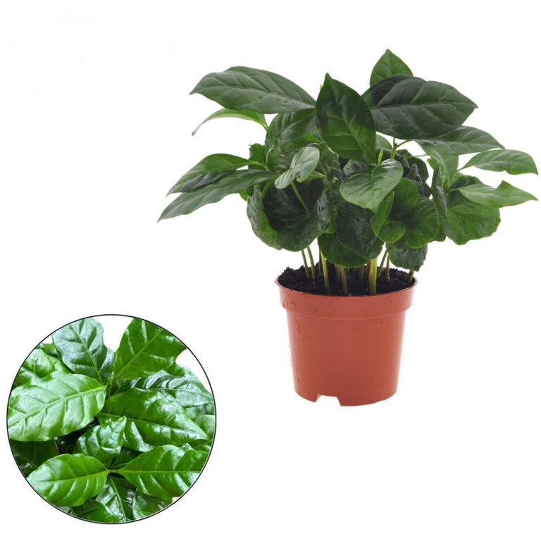 Arabiankahvipensas on puolivarjossa viihtyvä helppohoitoinen viherkasvi