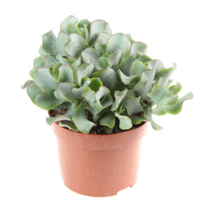 Jättipaunikko on kaunis mehikasvi, joka voi kasvaa hyvinkin suureksi.