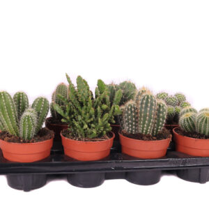Lajitelma erilaisia kaktuksia keskikokoisissa muoviruukuissa