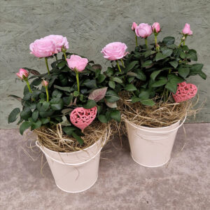 Upea isokukkainen ruusu sinkkiämpärissä ilahduttaa lahjan saajaa