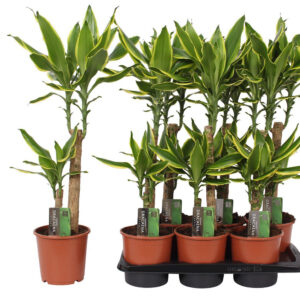 Kaunislehtiset tuoksutraakit puhdistavat huoneilmaa