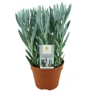 Villakko Mount Everest on kiva ikivihreä mehikasvi