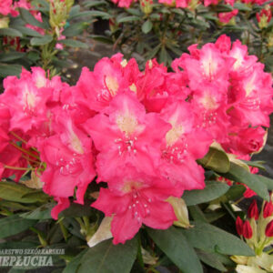 Alppiruusu Royal Amaranth