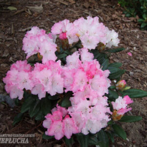 Alppiruusu Royal Rosy
