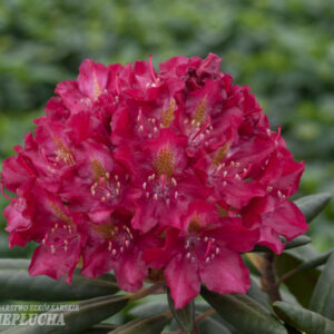 Alppiruusu Royal Scarlet
