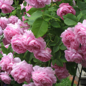 Bourbonruusu Louise Odier Rosa