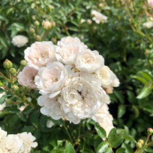 Maanpeiteruusu Chrystal Fairy Rosa