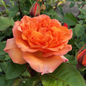Ryhmäruusu Doris Tysterman Rosa Grandiflora
