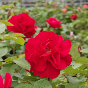 Hansalandruusu Rosa