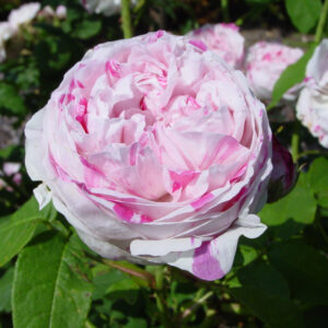 Bourbonruusu Honorine de Brabant Rosa