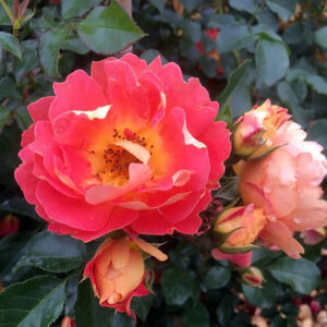 Hunajaruusu Bees Paradise Oranssi Rosa Bienenweide Mango