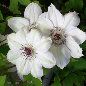 Jalokärhö Miss Bateman Clematis