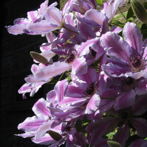 Jalokärhö Mrs Cholmondeley Clematis