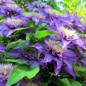 Jalokärhö Multi Blue Clematis