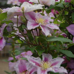Jalokärhö Piilu Clematis