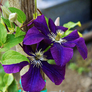 Jalokärhö The President Clematis