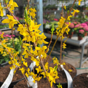 Kääpiöonnenpensas Minigold Forsythia x intermedia