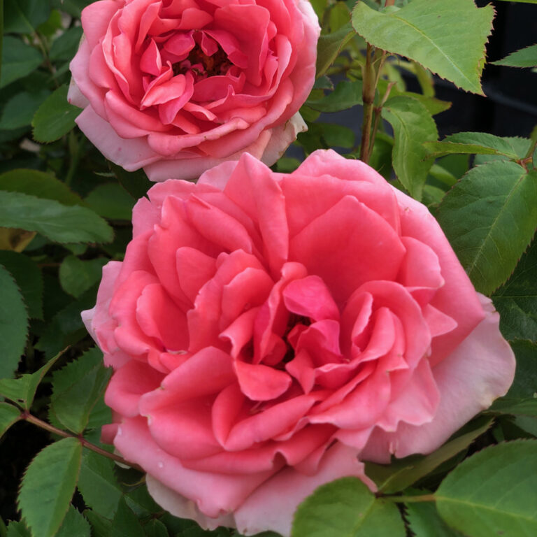Tertturuusu Kimono Rosa Floribunda
