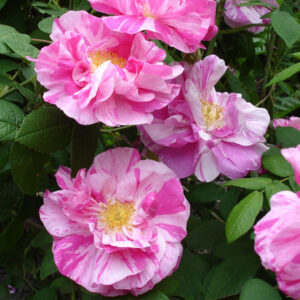 Kirjoapteekkarinruusu Rosa mundi Versicolor