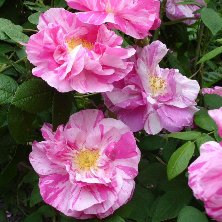 Kirjoapteekkarinruusu Rosa mundi Versicolor