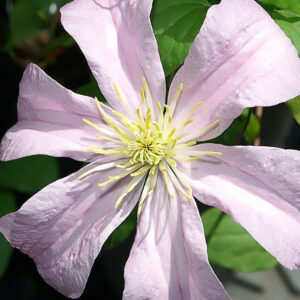 Loistokärhö Comtesse de Bouchard Clematis