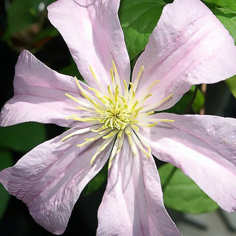 Loistokärhö Comtesse de Bouchard Clematis