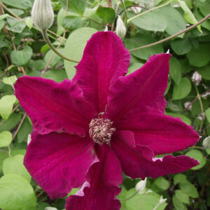 Loistokärhö Ernest Markham Clematis