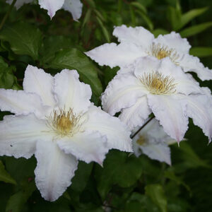 Loistokärhö Gladys Picard Clematis