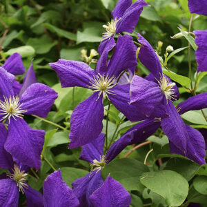 Loistokärhö Jackmanii Clematis