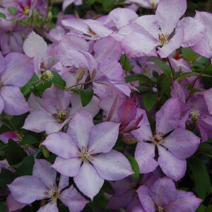 Loistokärhö Margaret Hunt Clematis