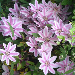 Loistokärhö Nelly Moser Clematis