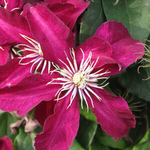 Loistokärhö Niobe Clematis