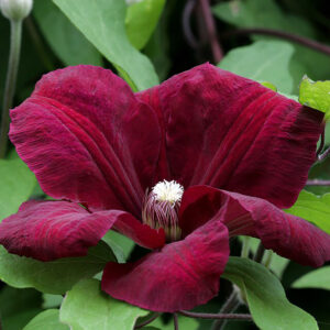Loistokärhö Rouge Cardinal Clematis