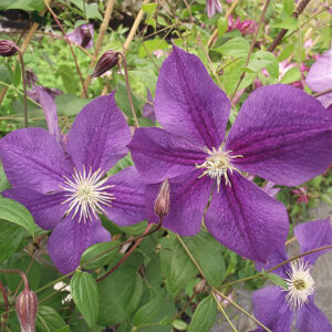 Loistokärhö Star of India Clematis