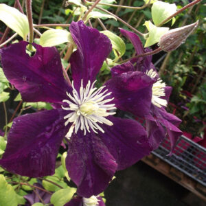 Loistokärhö Warszawska Nike Clematis