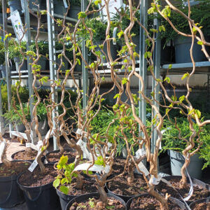 Peikonpähkinä Corylus avellana Contorta