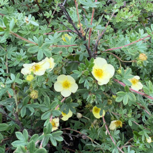 Pensashanhikki Primrose Beauty Dasiphora fruticosa