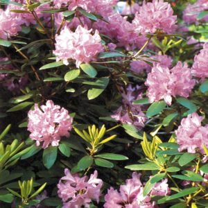 Puistoalppiruusu Grandiflorum
