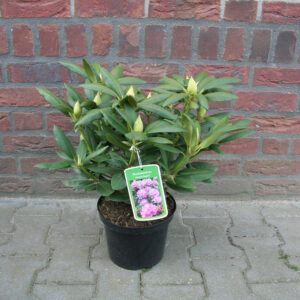 Puistoalppiruusu Roseum Elegans